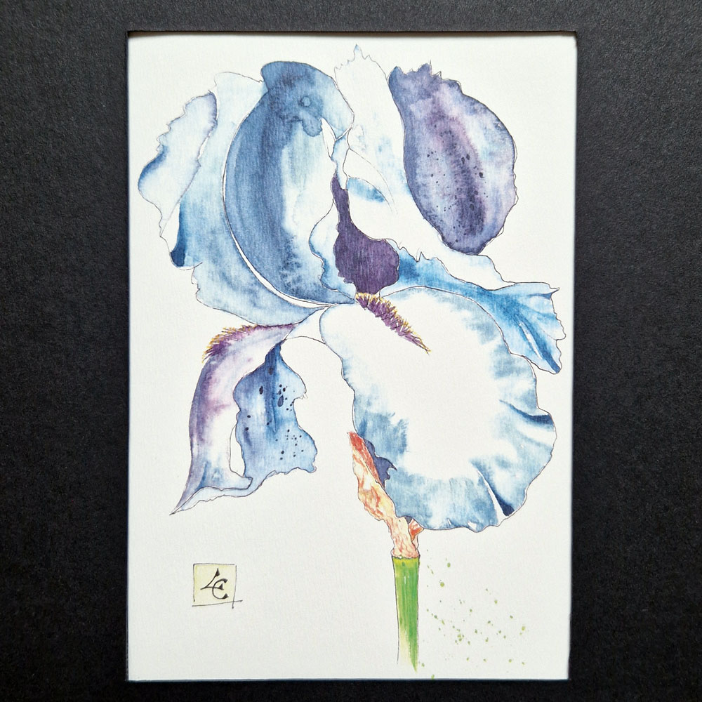 Iris bleu violet 2 Iris bleu violet – Image 2