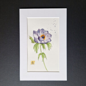 Anémone violette