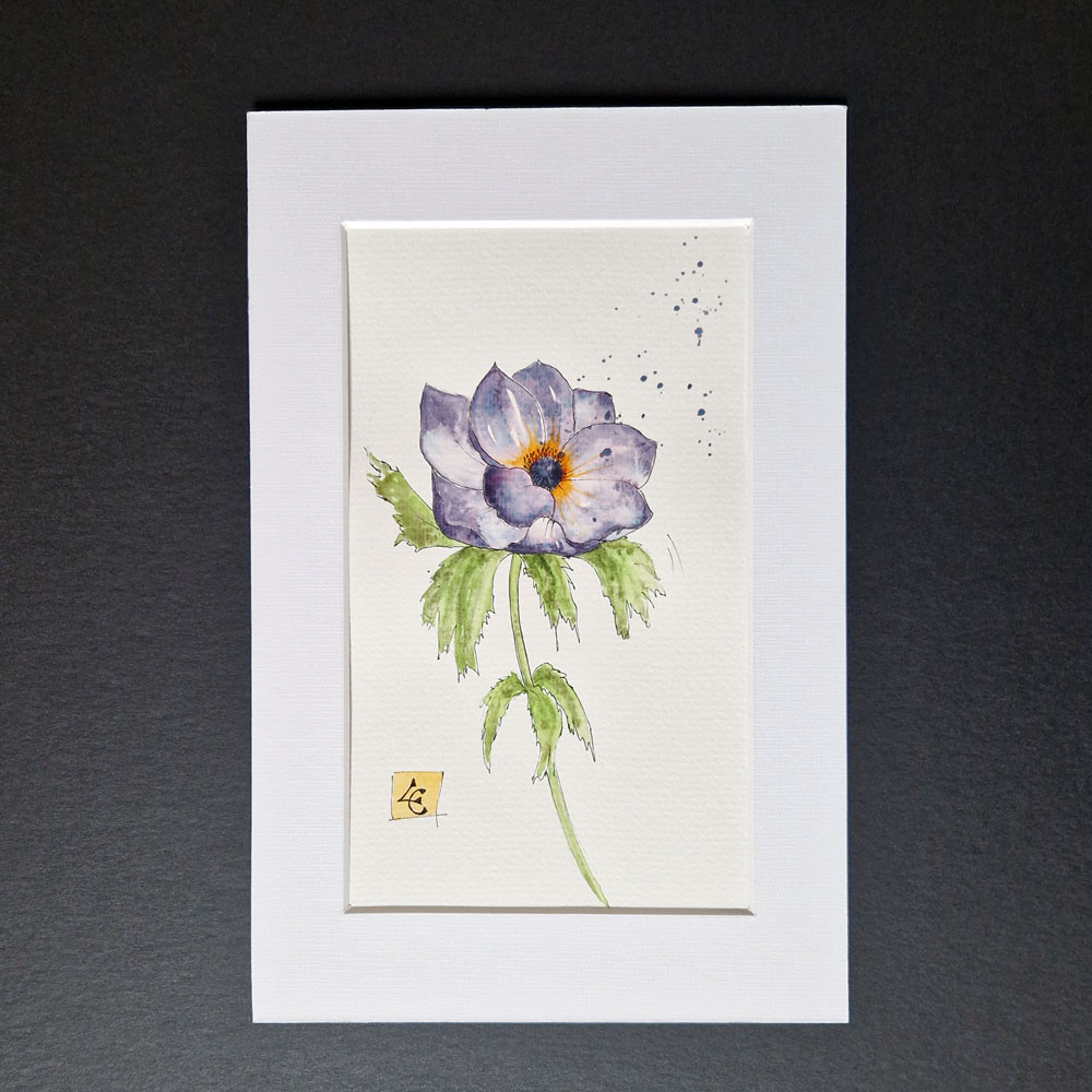 Anémone violette 1 Anémone violette