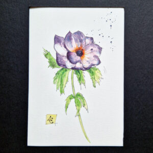 Anémone violette