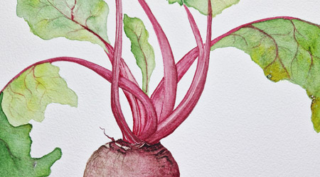 aquarelle-vegetale-legume