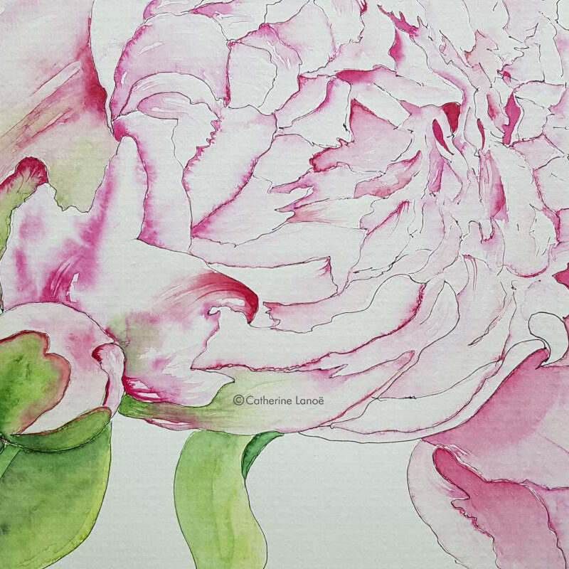 Catherine Lanoe est peintre aquarelliste sa représentation du bouton de pivoine