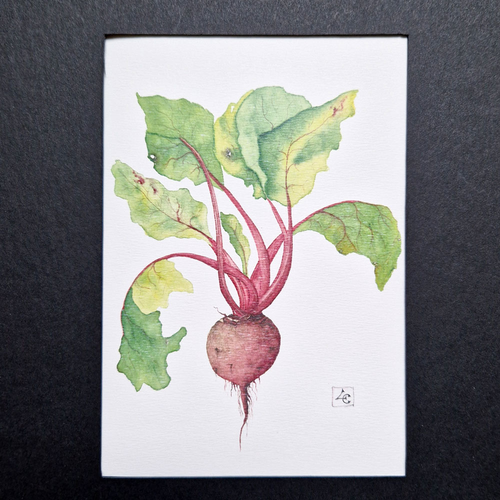 Betterave 2 dessin betterave à l'aquarelle