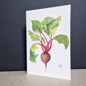 dessin d'une betterave à l'aquarelle feuilles vertes