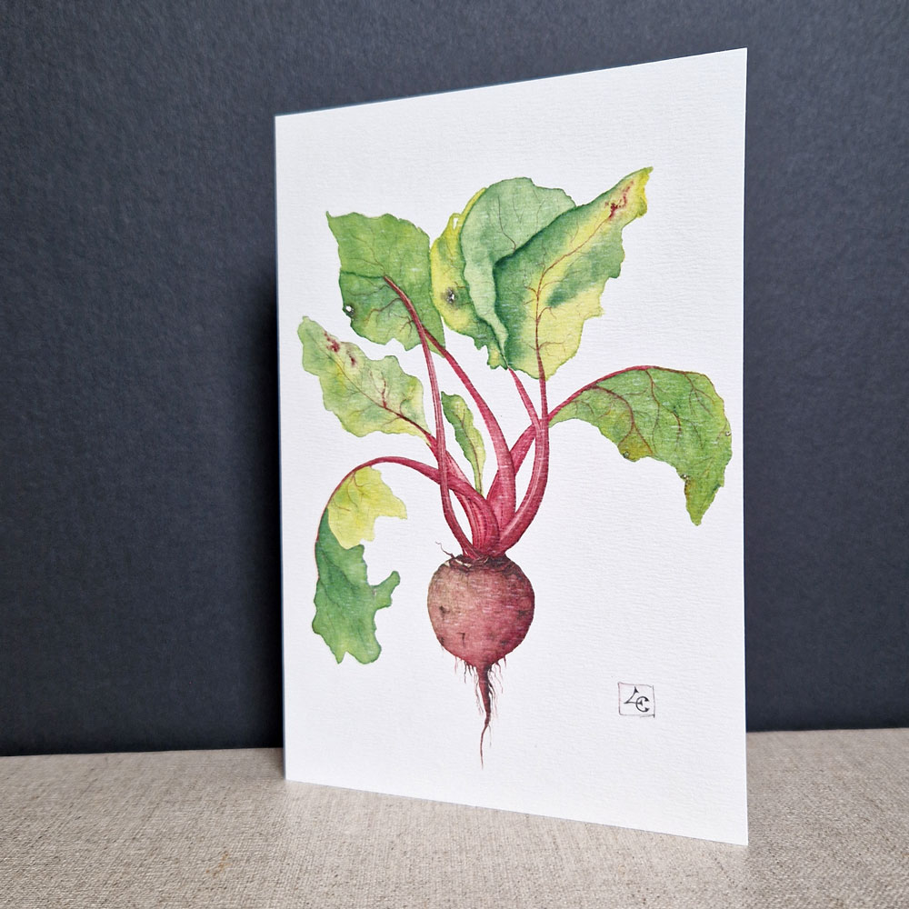 Betterave 1 dessin d'une betterave à l'aquarelle feuilles vertes