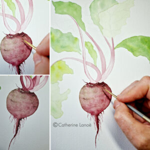 représentation d'une betterave à l'aquarelle
