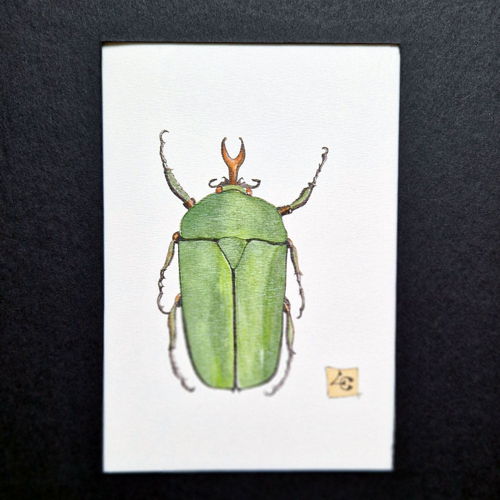 Cétoine 2 dessin cetoine aquarelle