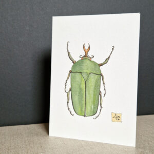 illustration d'un cétoine scarabée haut en couleur