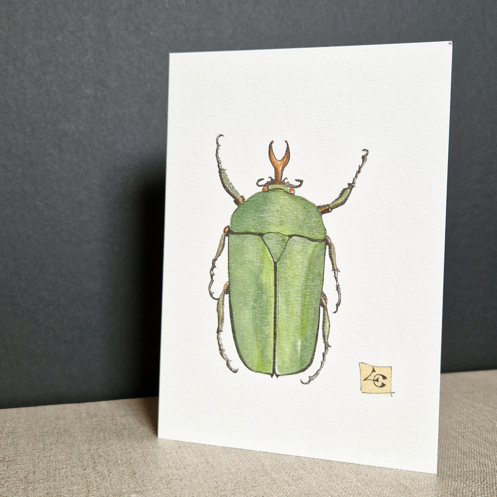 Cétoine 1 illustration d'un cétoine scarabée haut en couleur