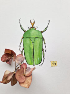 cétoine vert