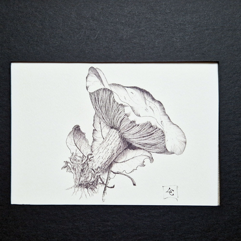 Champignon noir et blanc 2 Champignon noir et blanc – Image 2