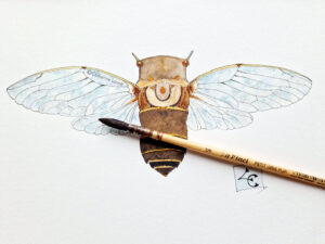 cigale et pinceau aquarelle et traits