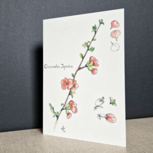 Branche de cognassier a l'aquarelle