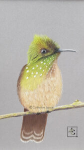 dessin colibri pastel