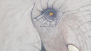 dessin oeil d'elephant pastel