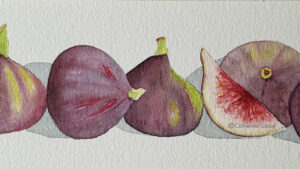 4 figues posées mur technique aquarelliste