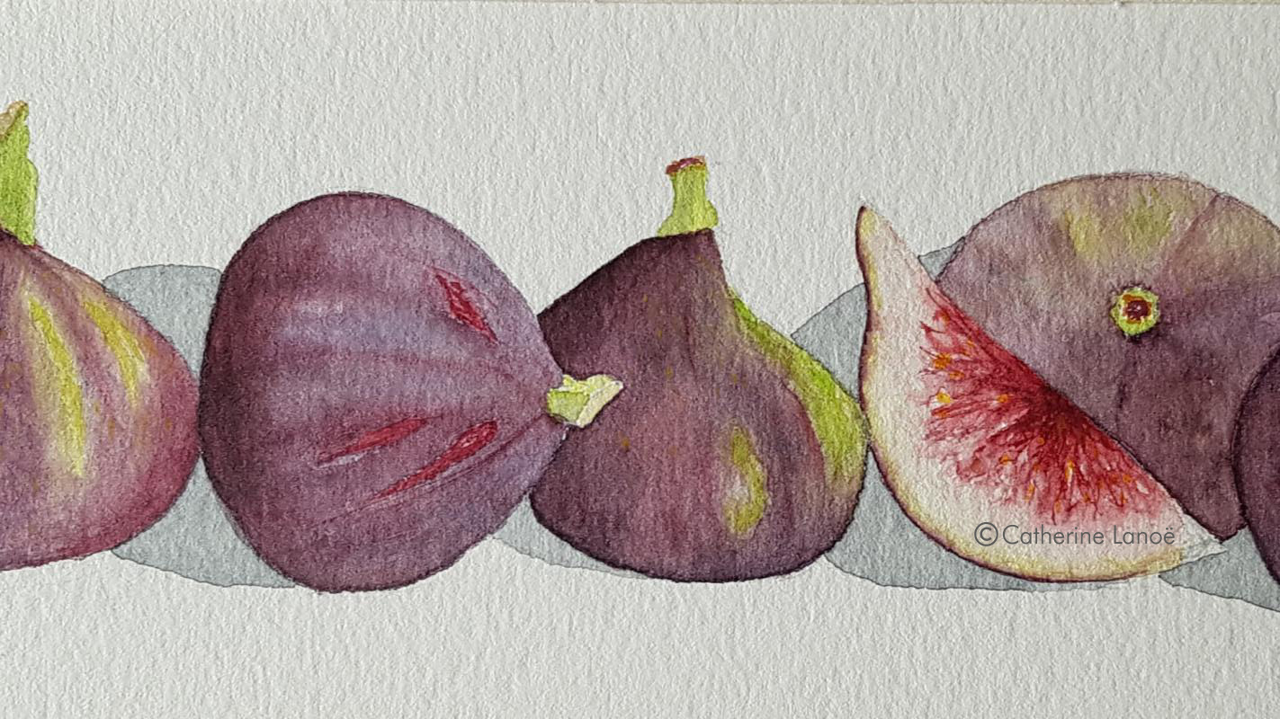 4 figues posées mur technique aquarelliste