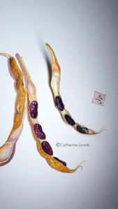 haricot aquarelle