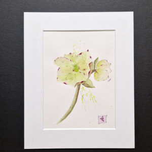 Hellebore dessin à l'aquarelle de catherine lanoë