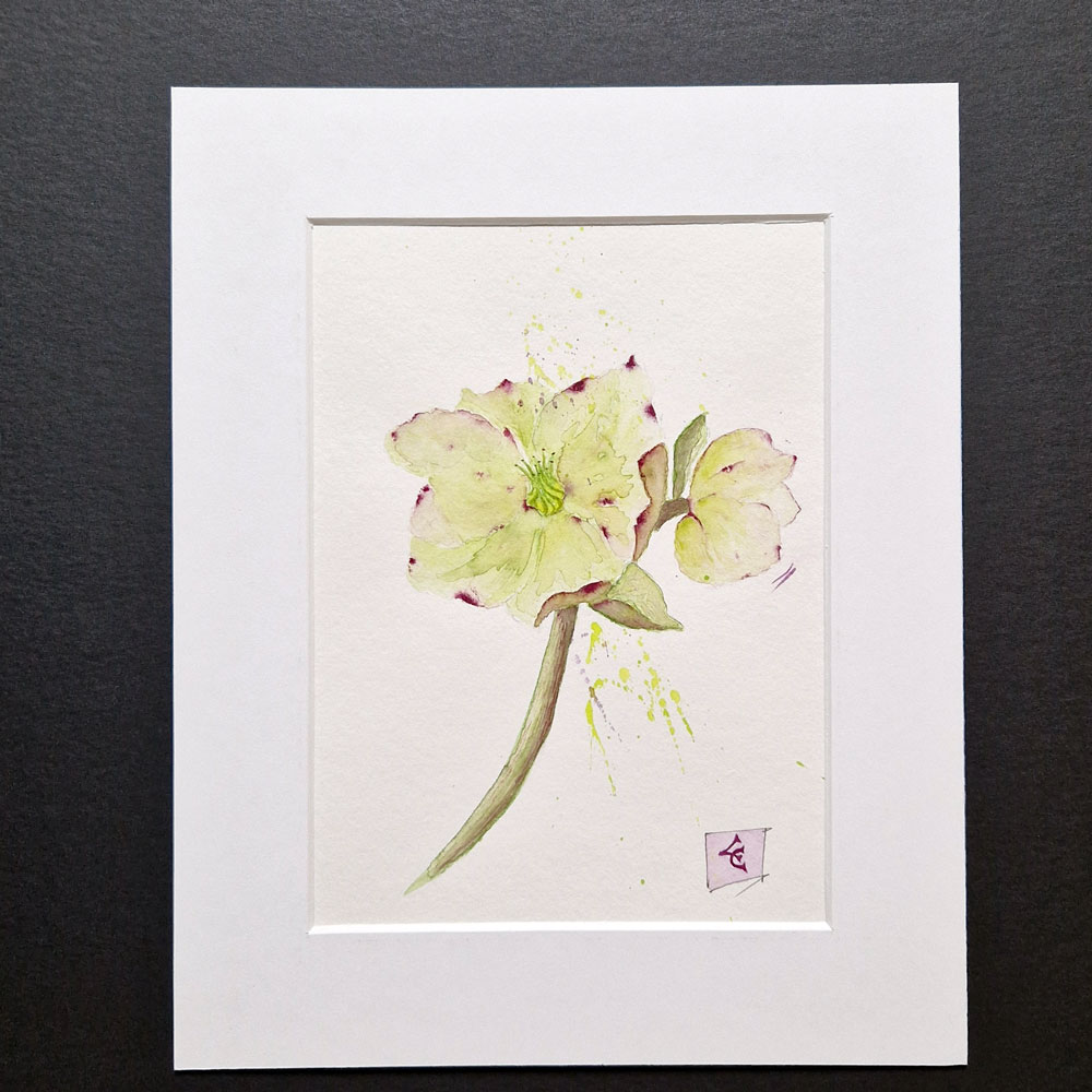 Hellébore 1 Hellebore dessin à l'aquarelle de catherine lanoë