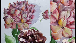 hortensia-et-vraie-fleur-a-c