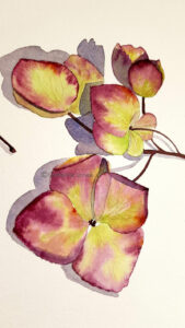hortensia-fleur-détails-a-c