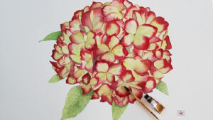 hortensia-grand-format-vert-rouge-a-c