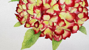 hortensia-rouge
