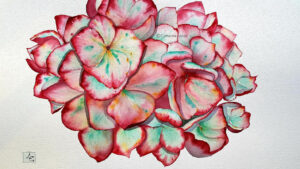 hortensia-truquoise