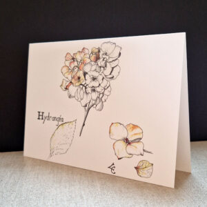 carte postale hydrangea encre et aquarelle