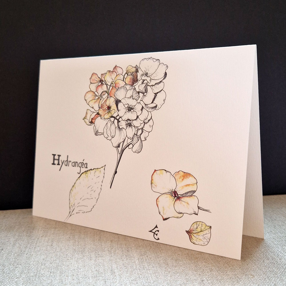 Hydrangéa botanique 1 carte postale hydrangea encre et aquarelle