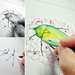 insectes-realisation