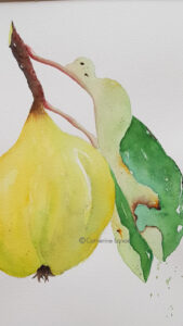 un coing dessiné et colorisé a l'aquarelle