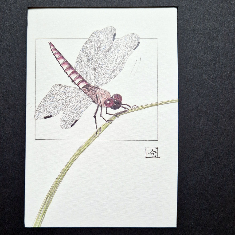 Libellule 2 Libellule – Image 2
