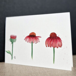 Marguerites roses x 3