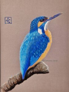 dessin martin-pêcheur pastel
