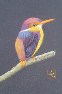 dessin martin pêcheur multicolor pastel