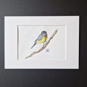 Mésange