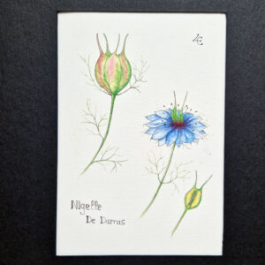 carte d'art botanique fleurs de Nigelle à l'aquarelle