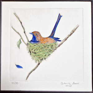 Oiseau bleu et orange dans son nid
