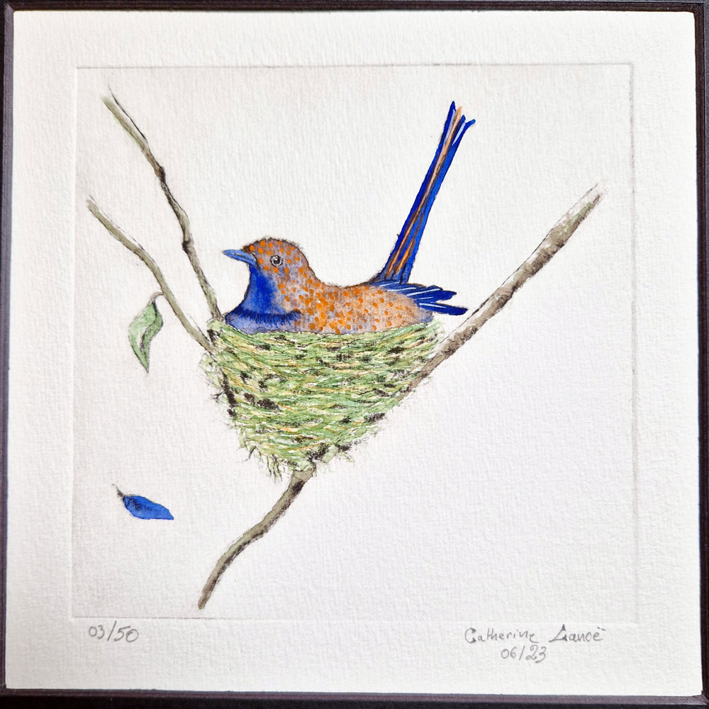 Oiseau bleu et orange dans son nid 1 Oiseau bleu et orange dans son nid