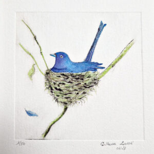 Oiseau turquoise dans son nid