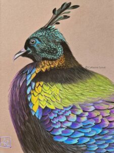 dessin paon pastel