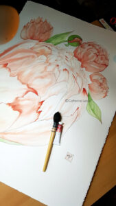 photo d'une representation a l'aquarelle d'une pivoine abricot