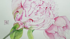 Catherine Lanoe est peintre aquarelliste sa représentation du bouton de pivoine
