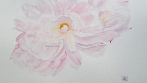 aquarelle de pivoine exprimant la transparence
