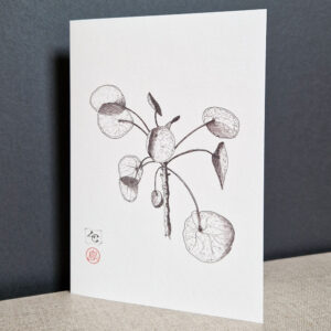 Plante monnaie chinoise