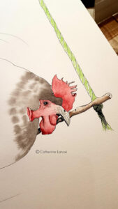 aquarelle de poule