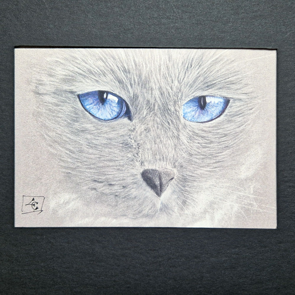 Regard bleu de chat 3 Regard bleu de chat – Image 3