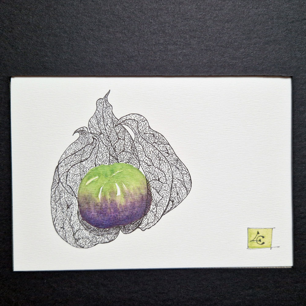 Tomatillo violet vert 2 Tomatillo violet vert – Image 2